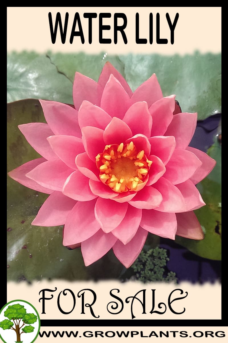 Water lily