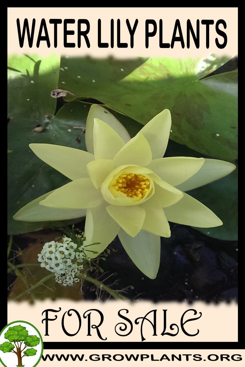 Water lily plants