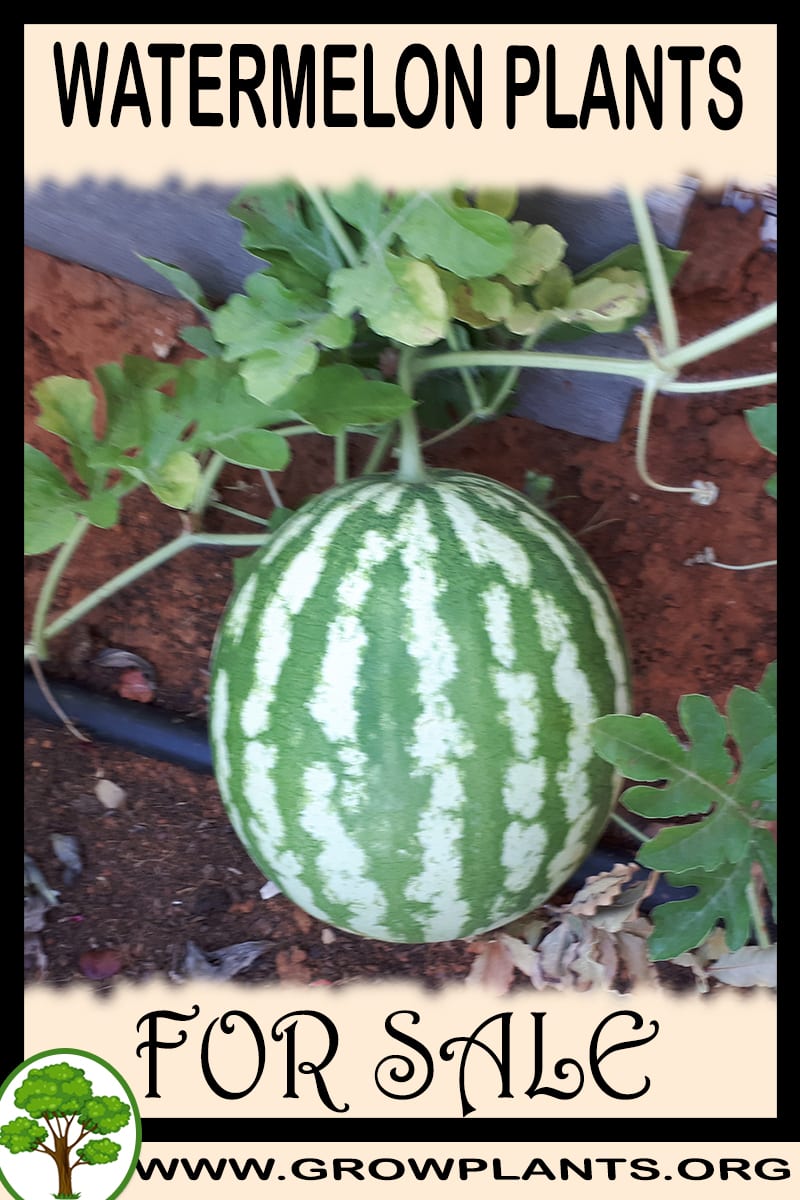 Watermelon plants