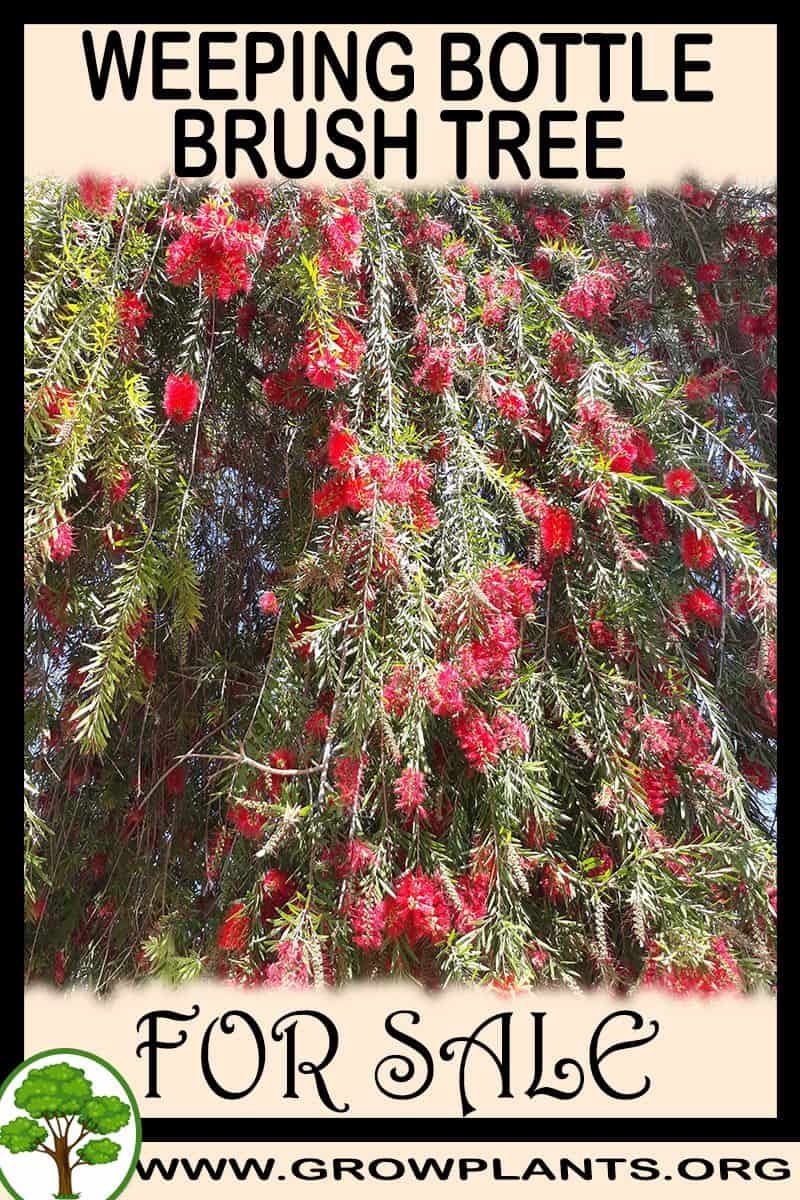 Weeping bottlebrush tree
