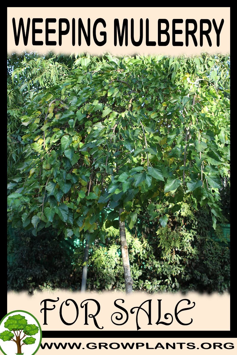 Weeping mulberry