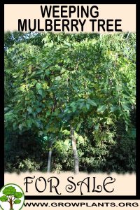 Weeping mulberry tree for sale