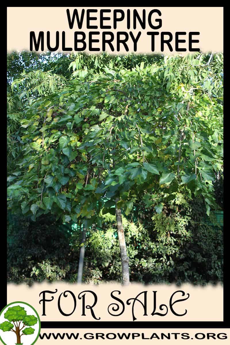 Weeping mulberry tree