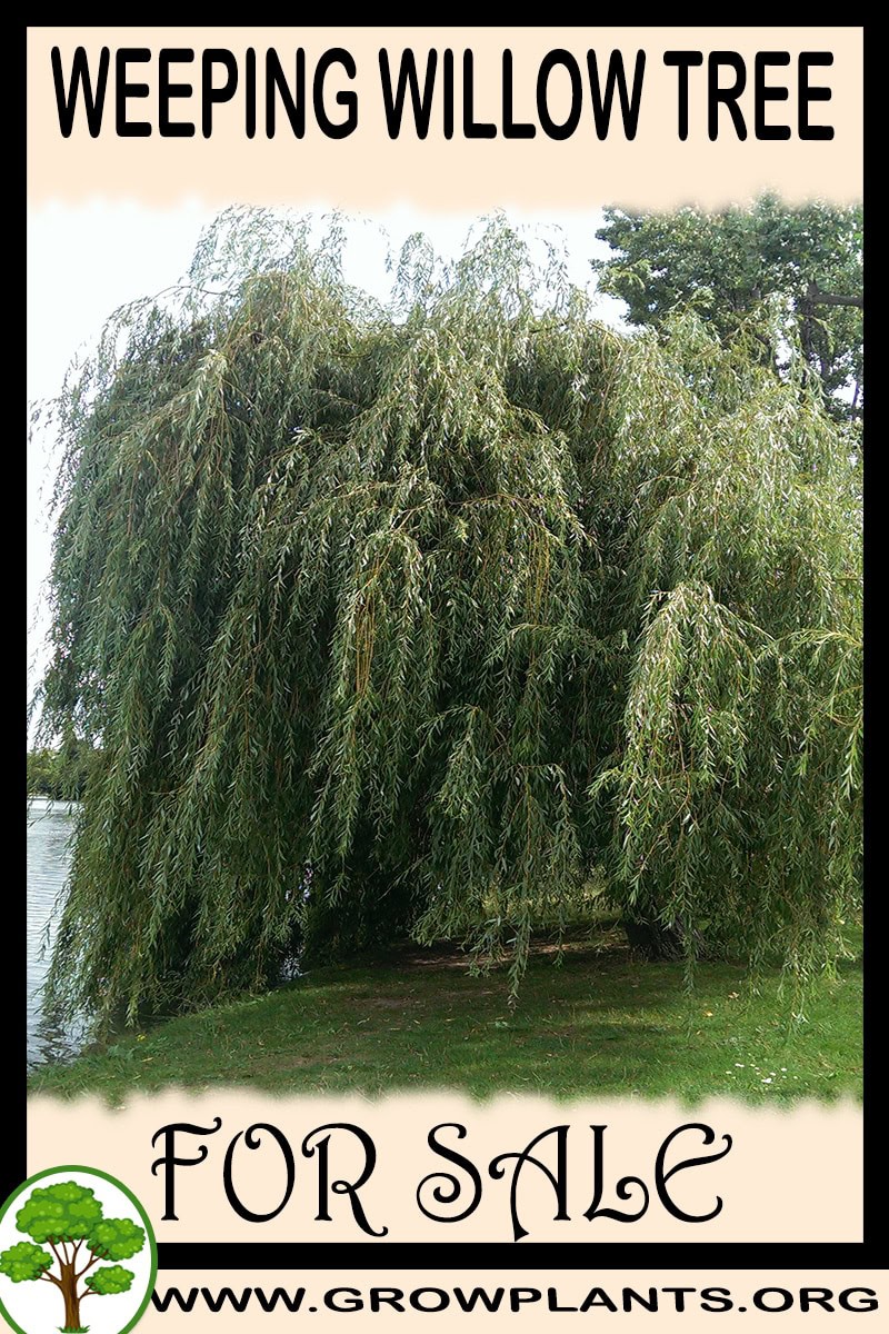 Weeping willow tree