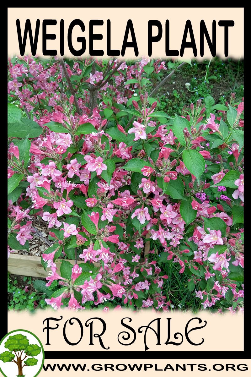 Weigela