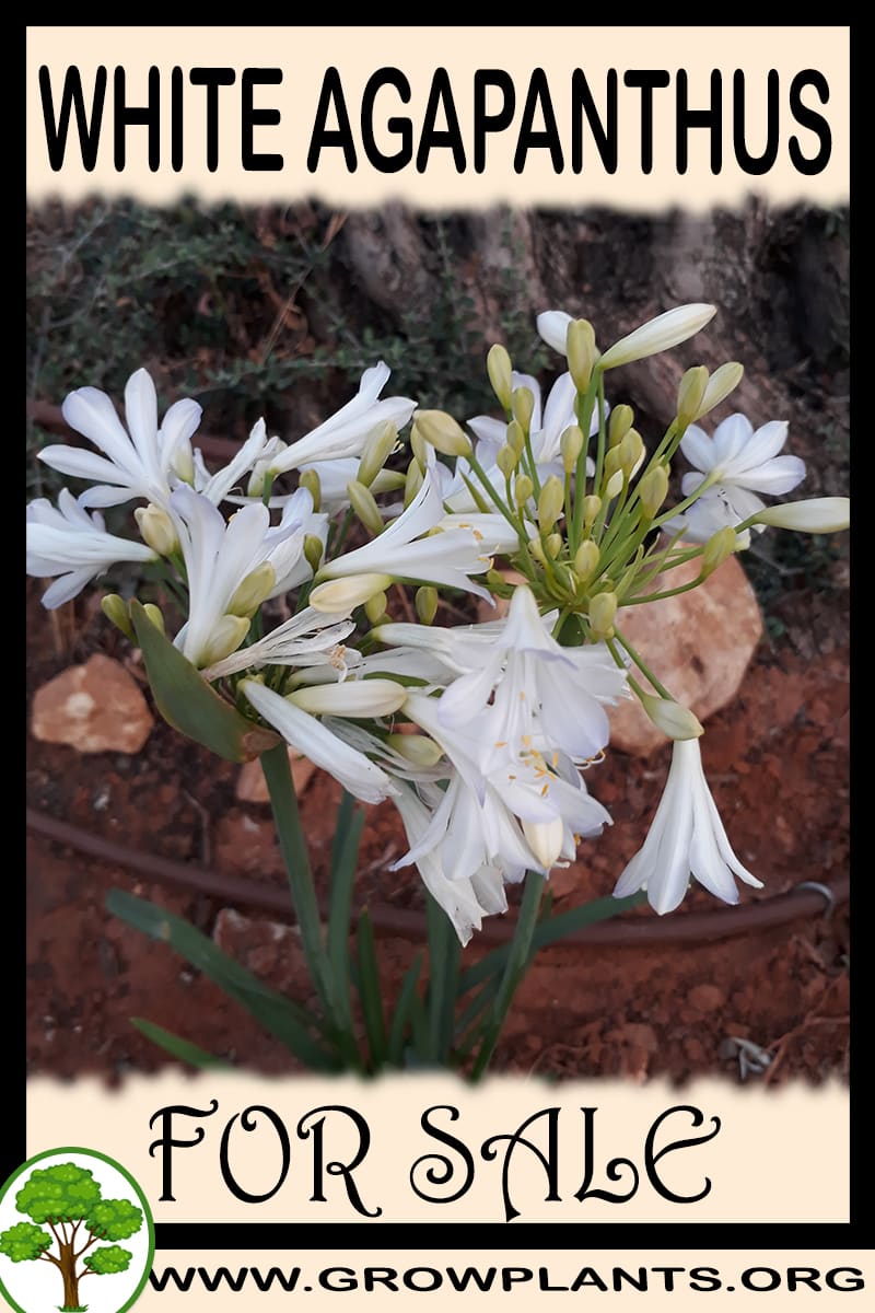 White agapanthus