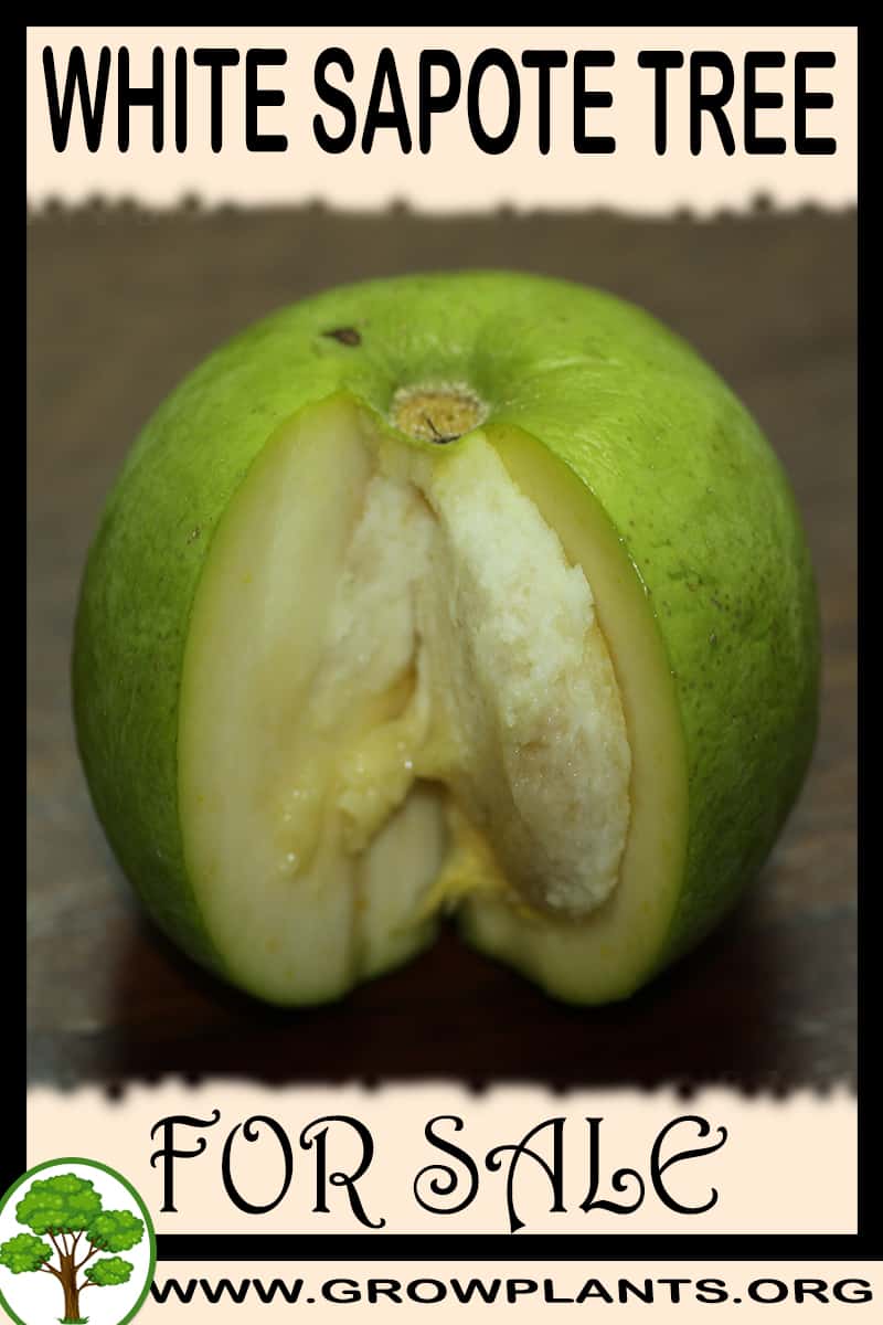 White sapote tree