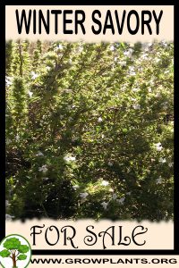 Winter savory for sale