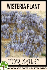 Wisteria for sale