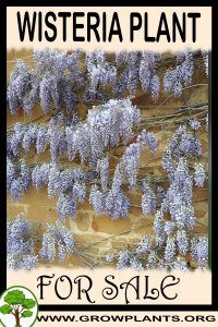 Wisteria plant for sale