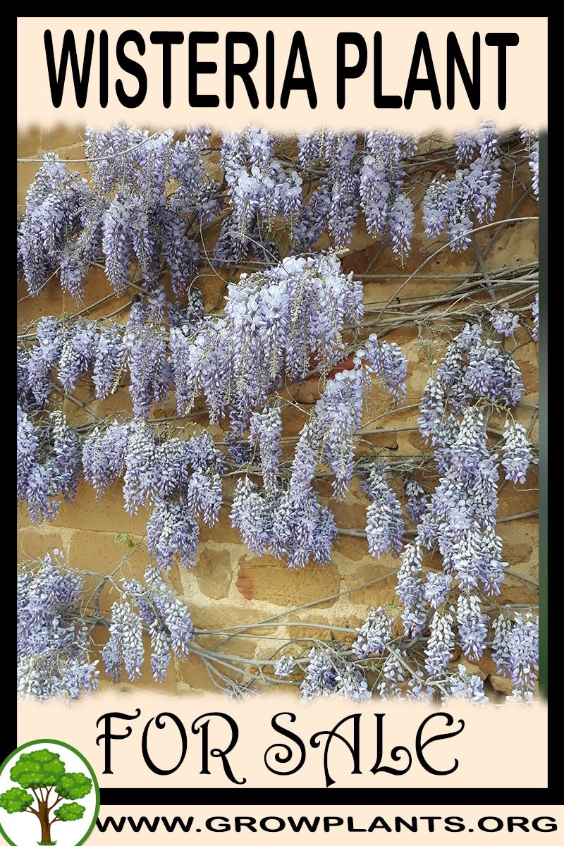 Wisteria