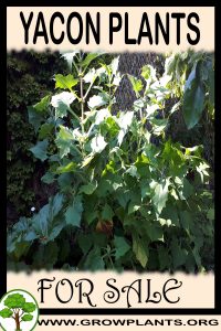 Yacon plants for sale