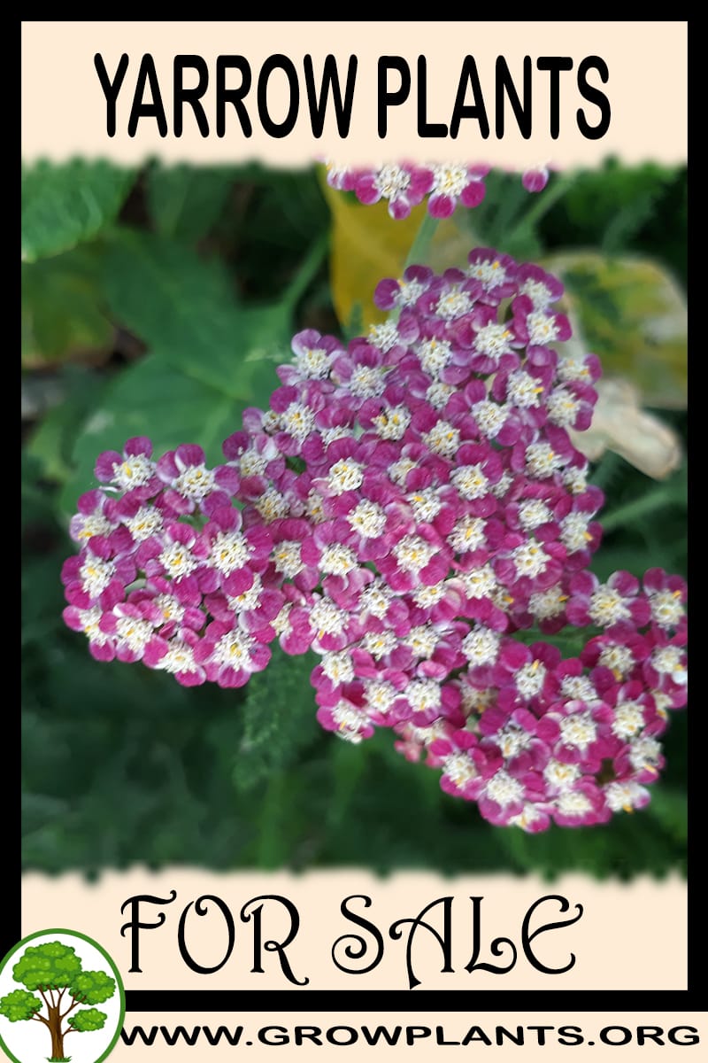 Yarrow plants