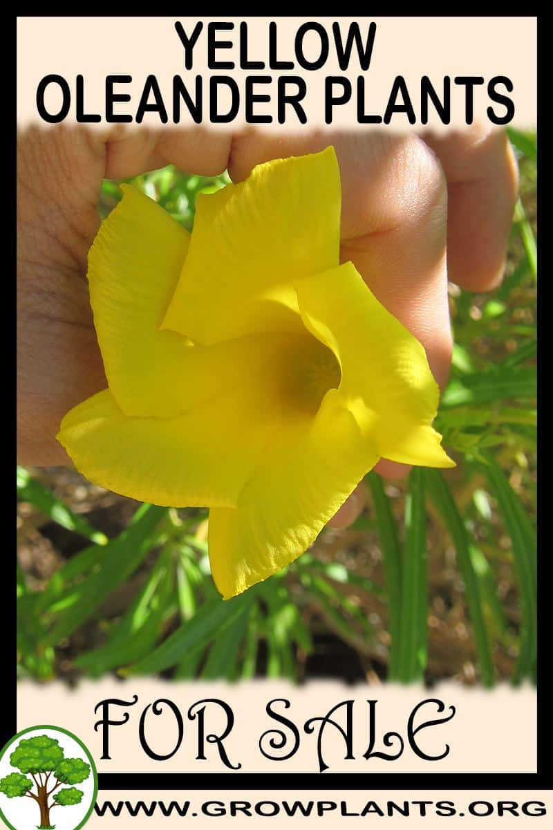 Yellow oleander plants