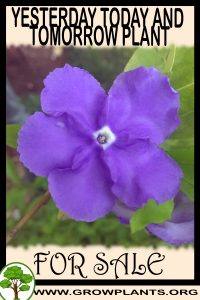 Yesterday today and tomorrow plant for sale