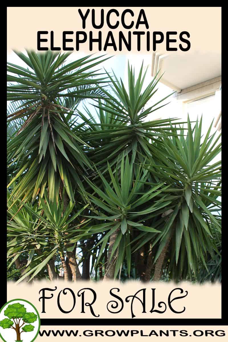 Yucca elephantipes