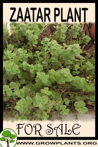 Zaatar for sale