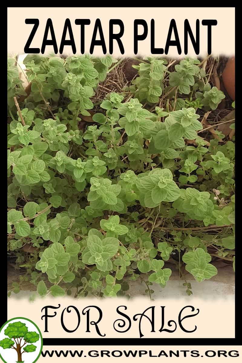 Zaatar