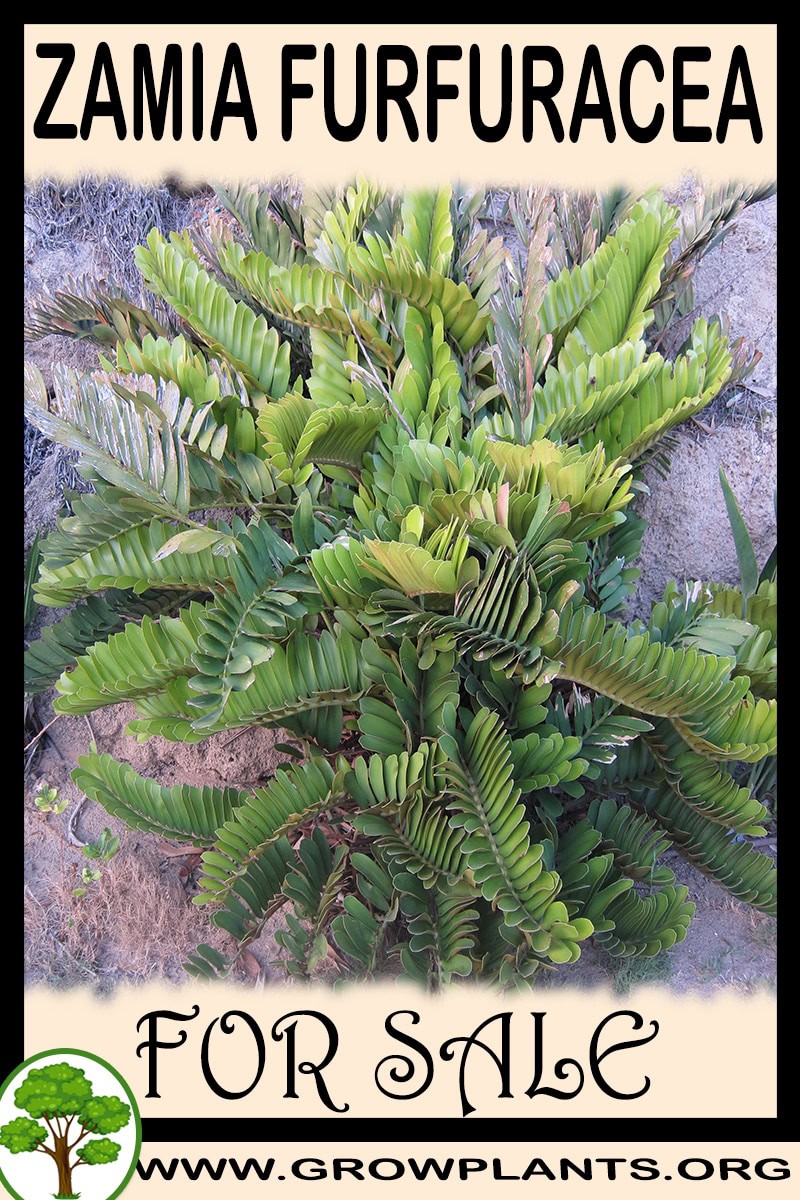 Zamia furfuracea