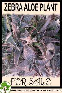 Zebra aloe plant for sale