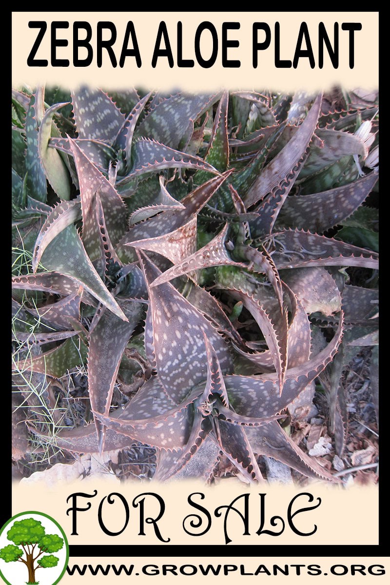 Zebra aloe