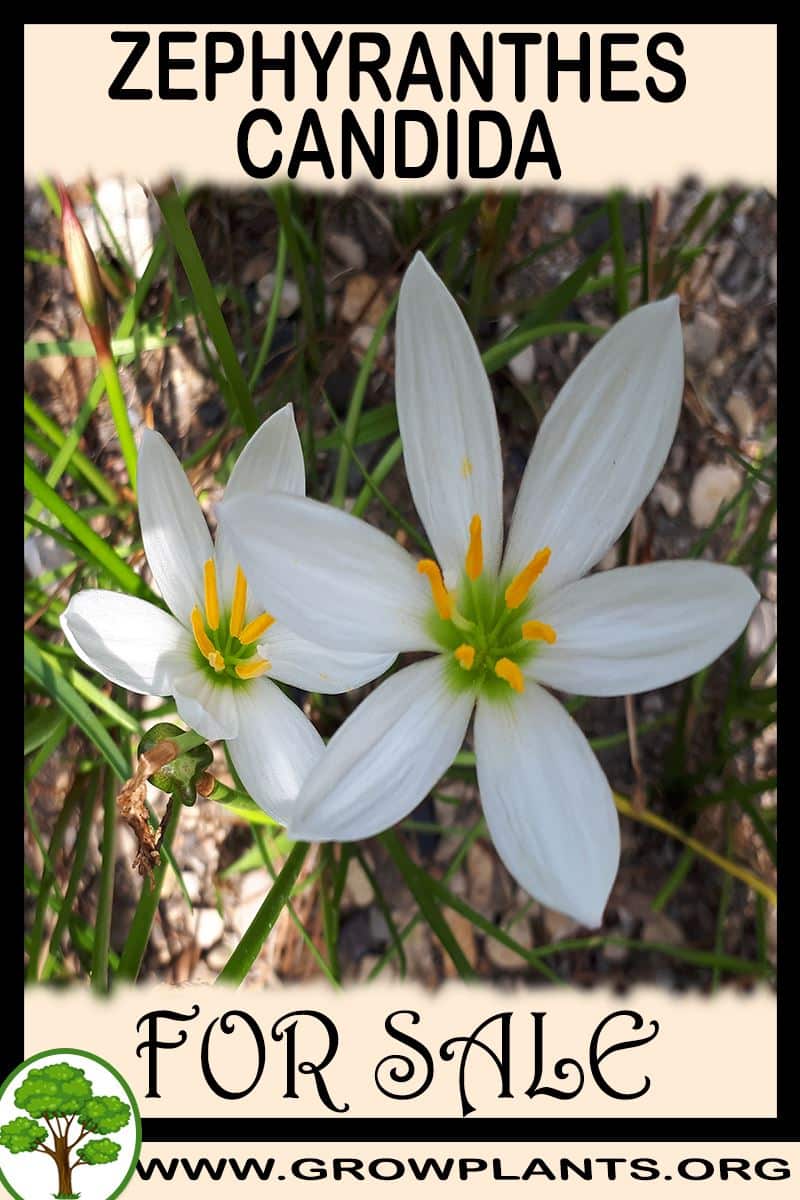 Zephyranthes candida