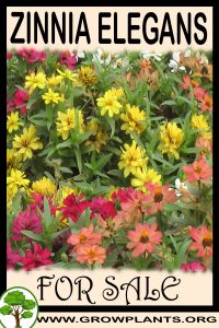 Zinnia elegans for sale