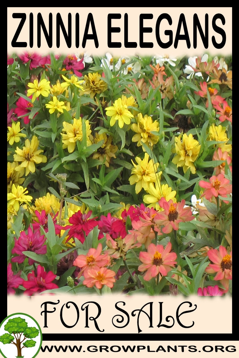 Zinnia elegans