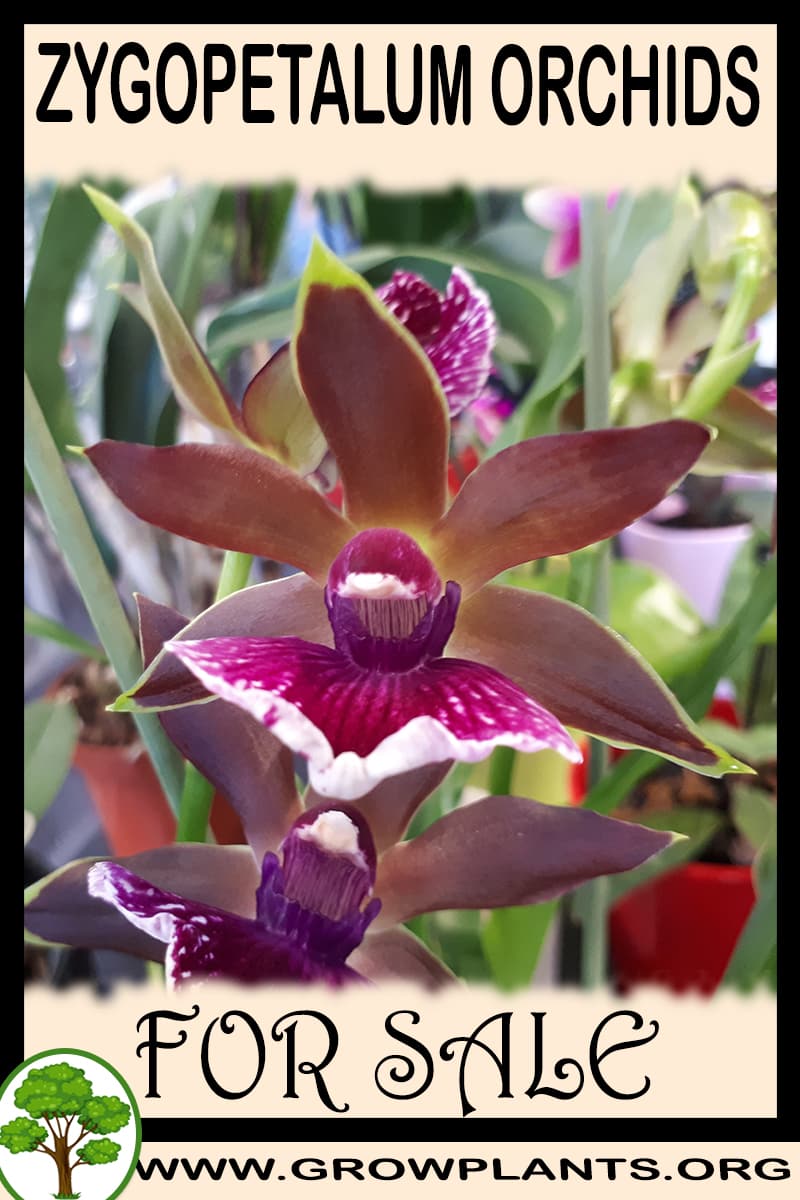 Zygopetalum orchids