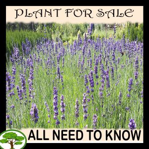 Plants for sale